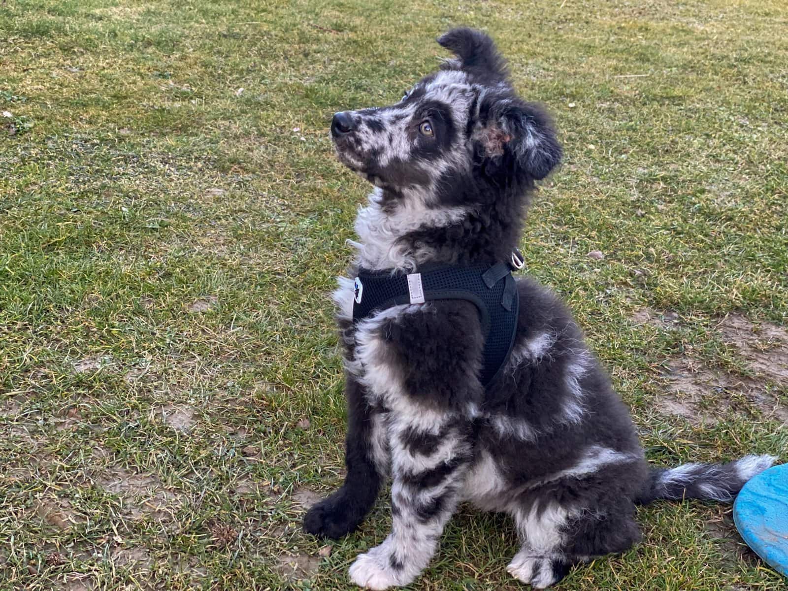 Hundetraining-Schongau-9