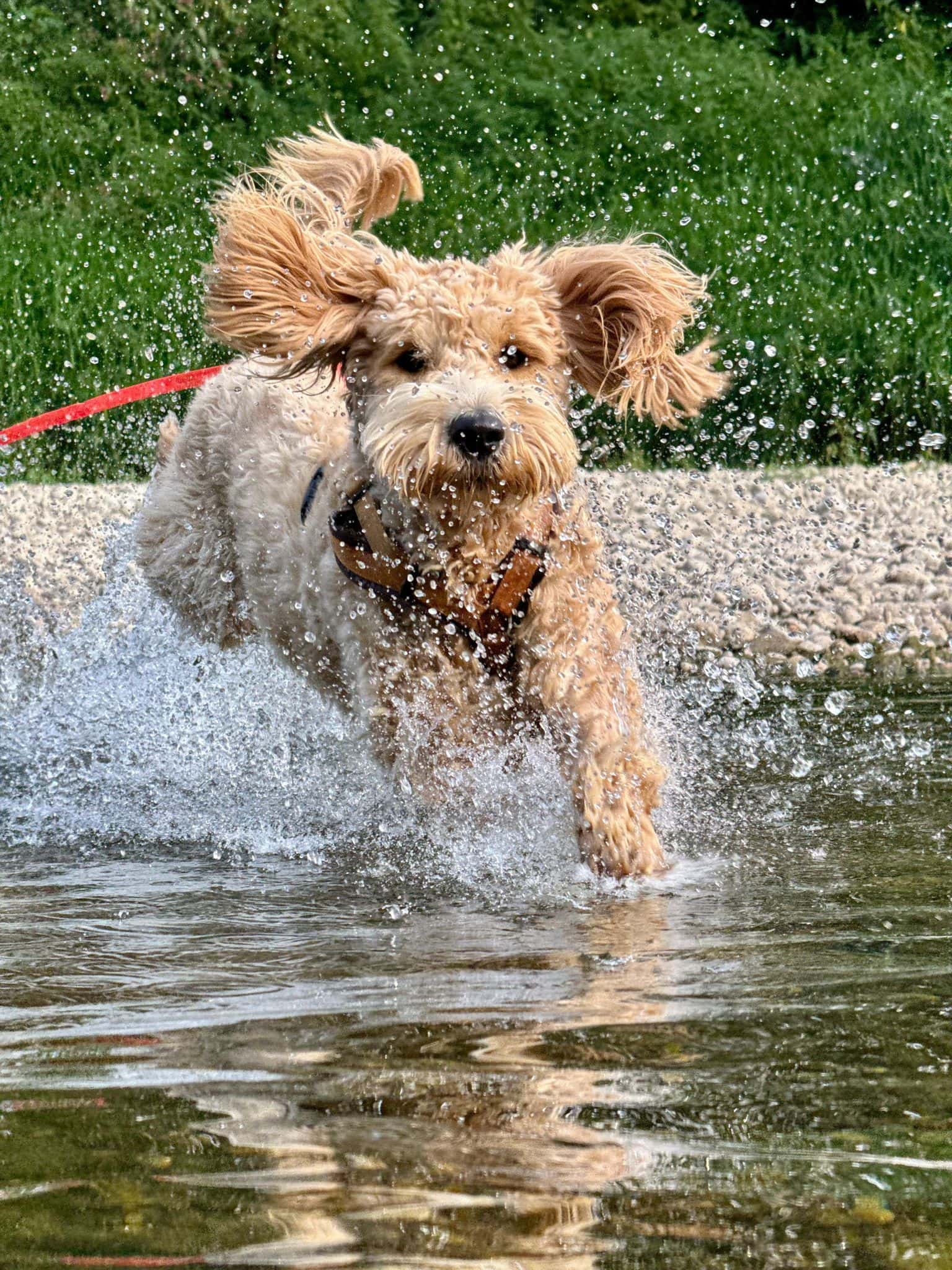Hundecoaching-Susanne-Ruf-32