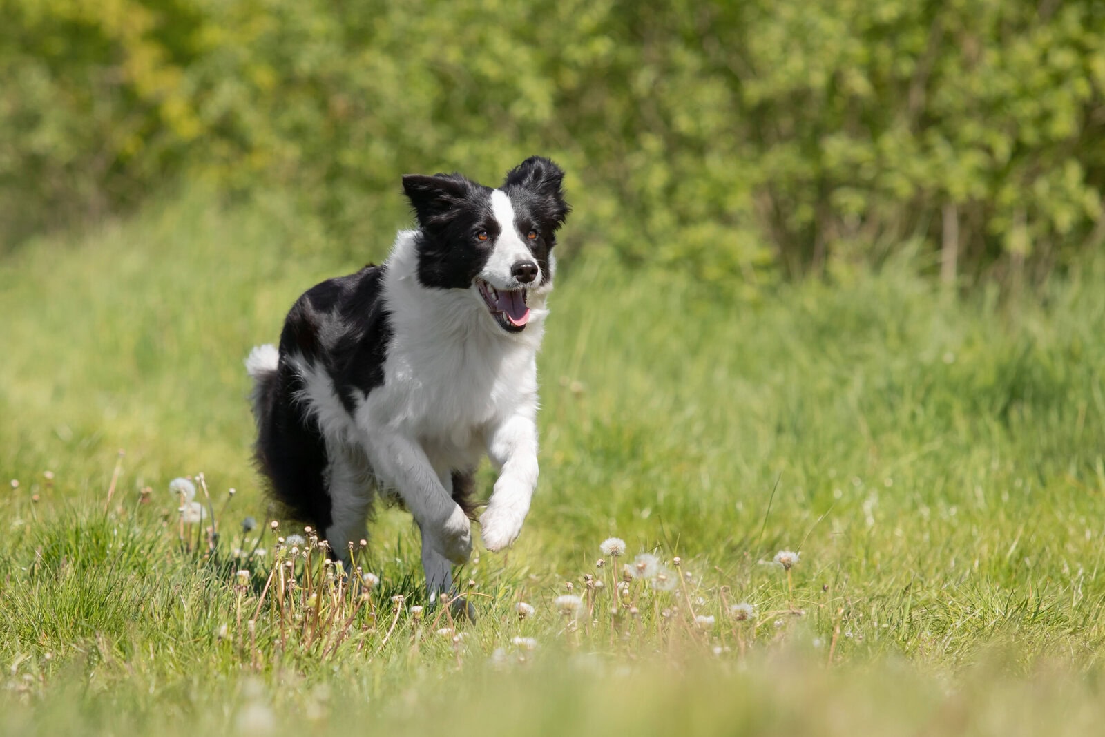 Border Collie dog running on the green grass. Active dog.