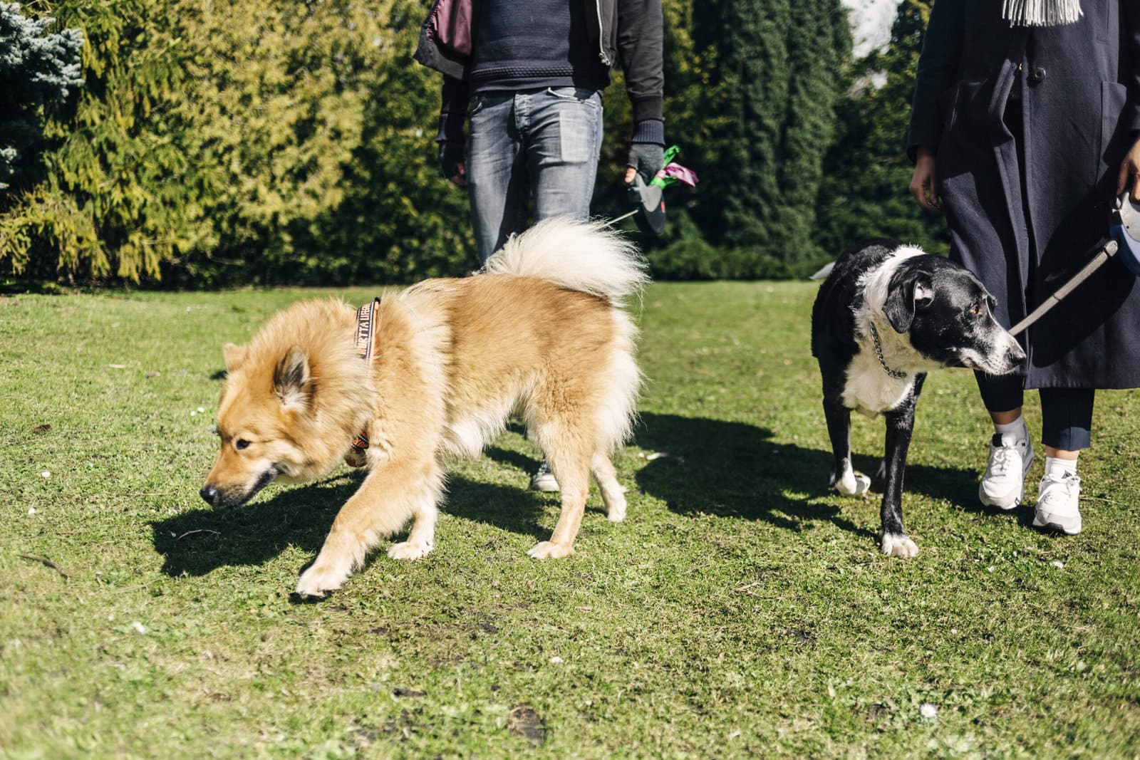 Low section of couple walking with dogs at park