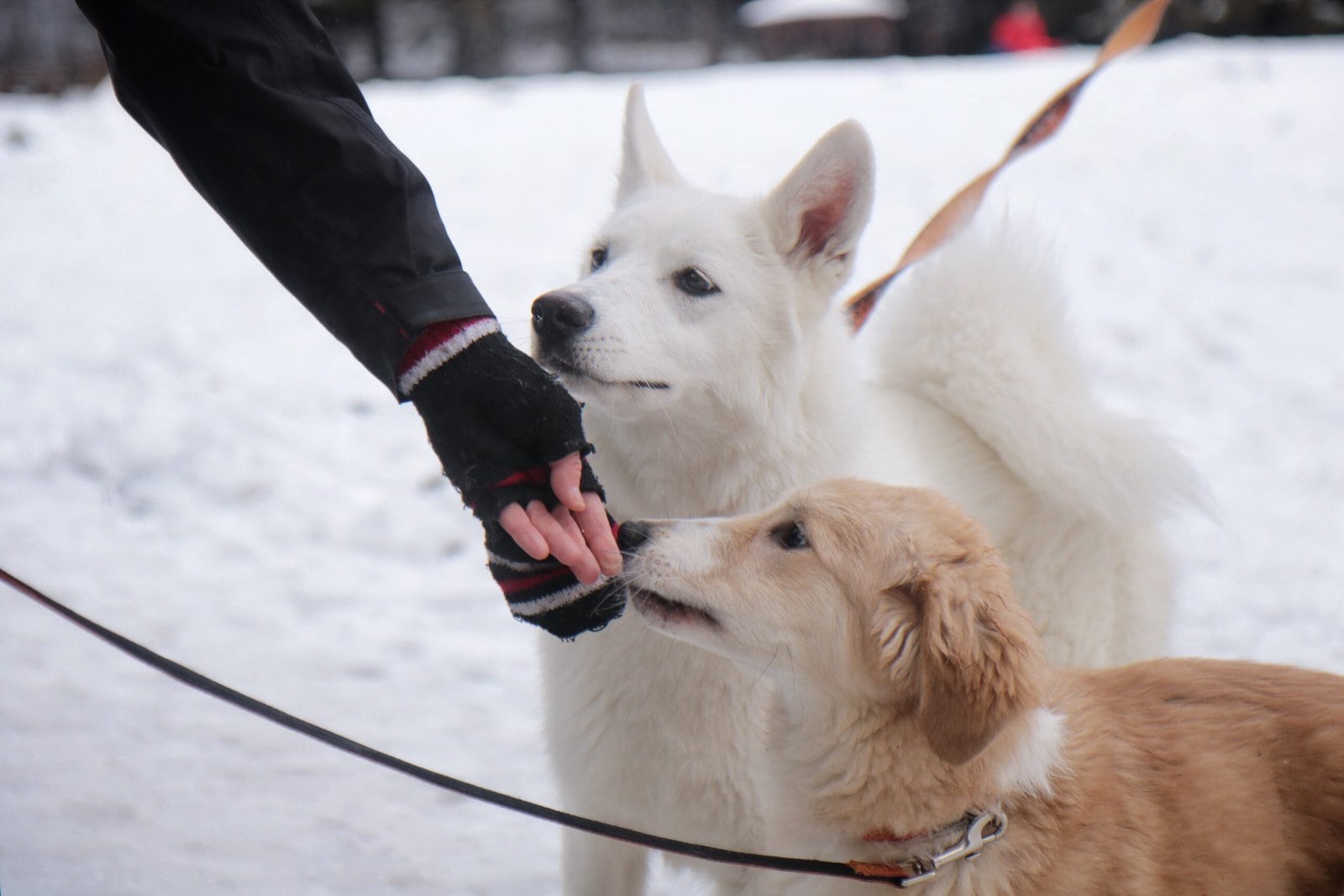 Social-Walks-Hundeschule-56